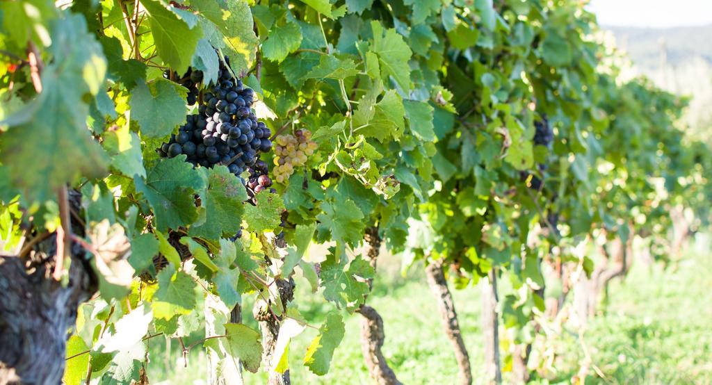 Agriturismo La Torricella 피스토이아 외부 사진